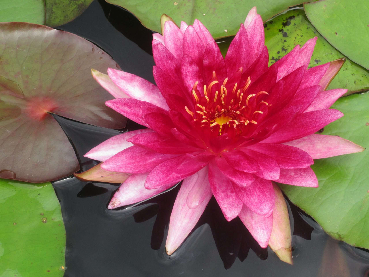 Lincolnshire Pond Plants Native Marginal 8 Pack Potted - NP802