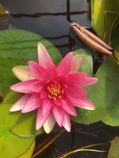 Formosa water lily - pond plants - MW08