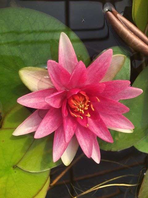 Formosa water lily - pond plants - MW08