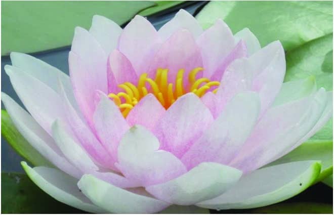 Hollandia water lily - pond plants - MW10
