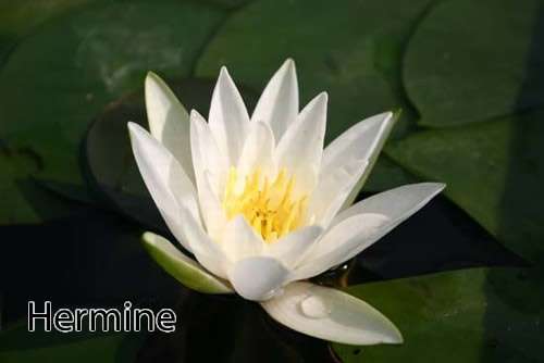 White Hermine water lily - pond plants - LW11