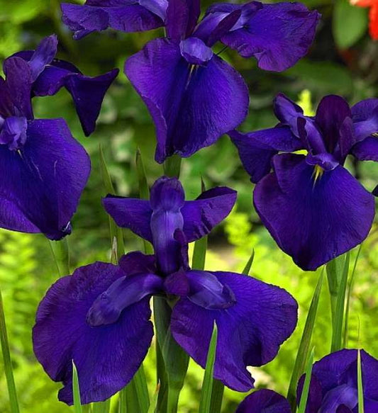 Iris ensata 'Loyalty' - Marginal Pond Plants - BP064