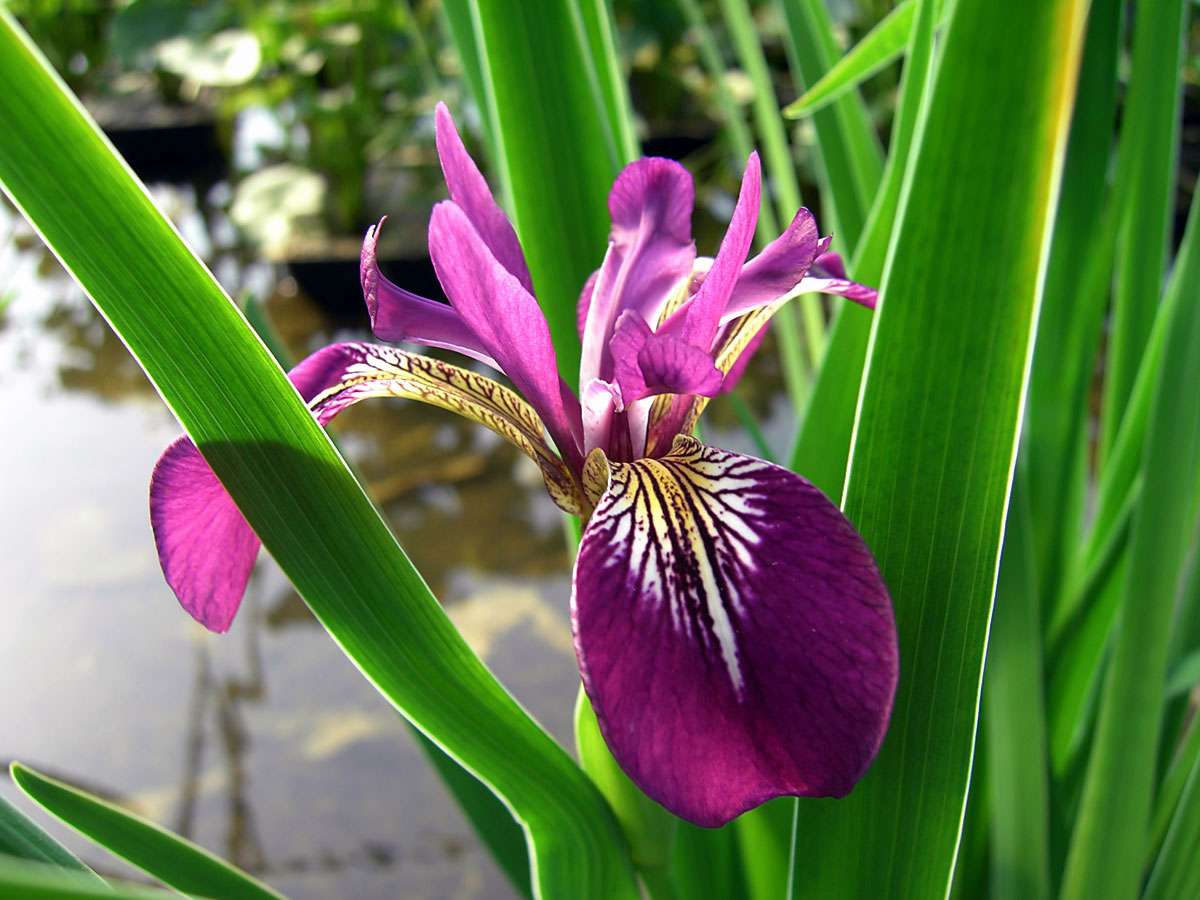 Lincolnshire Pond Plants Bee Marginal 8 Pack Potted - BF802