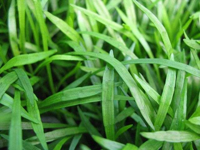 Lilaeopsis brasilensis (Brazilian micro sword) - Marginal Pond Plants  - Pond Plants - Water Plants - OX012