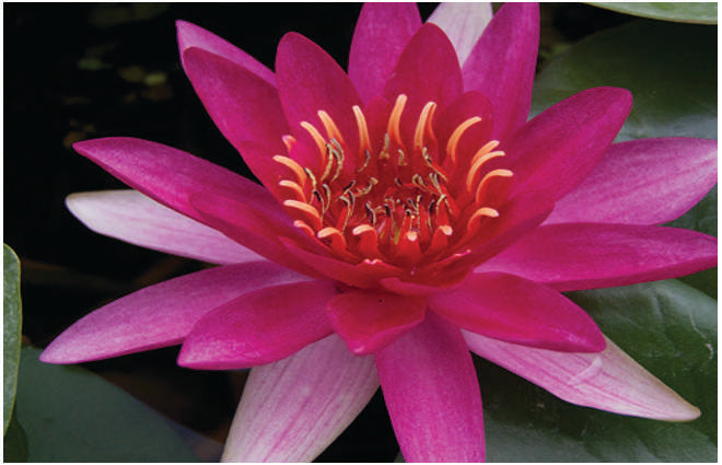 Marliacea Rubra Punctata water lily - pond plants - LW16