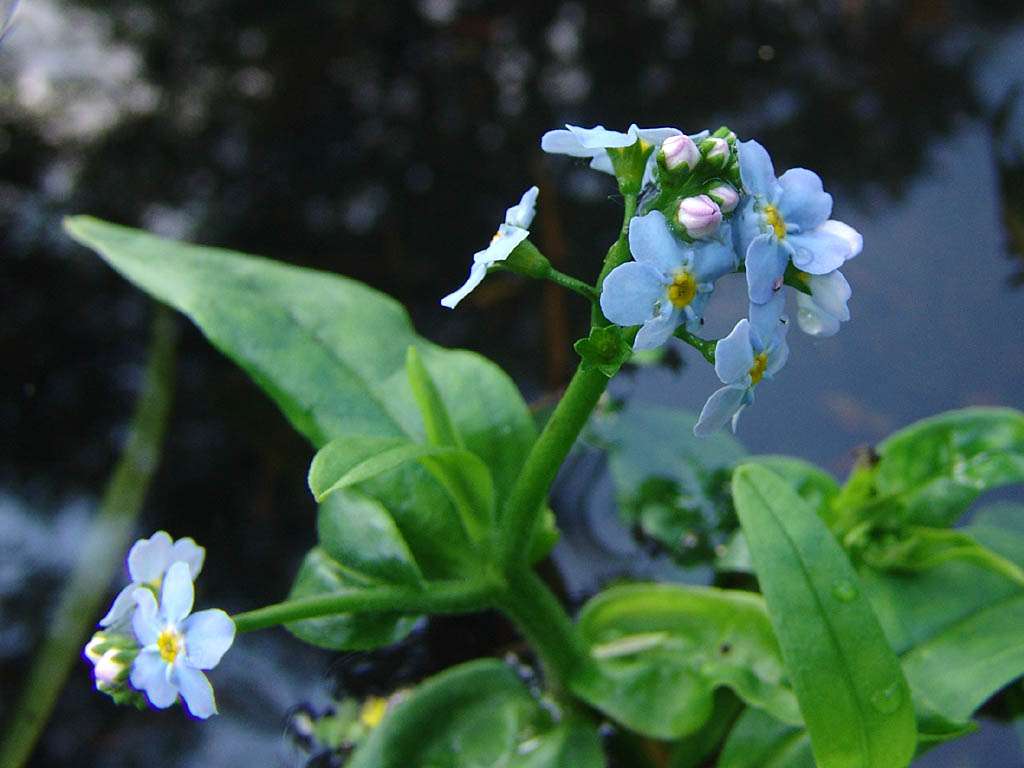 Lincolnshire Pond Plants Native Marginal 8 Pack - NNL01