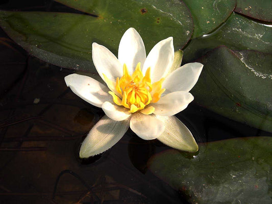 Pygmaea Alba (canina) water lily - pond plants - DW08