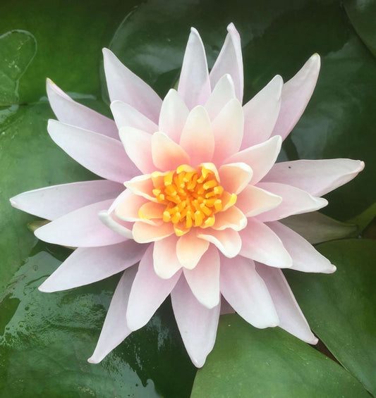 Rose Arey water lily - pond plants - SW09