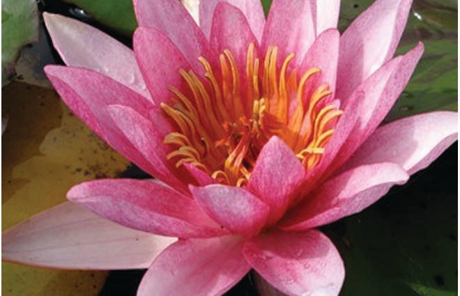 Sirius water lily - pond plants - LW23
