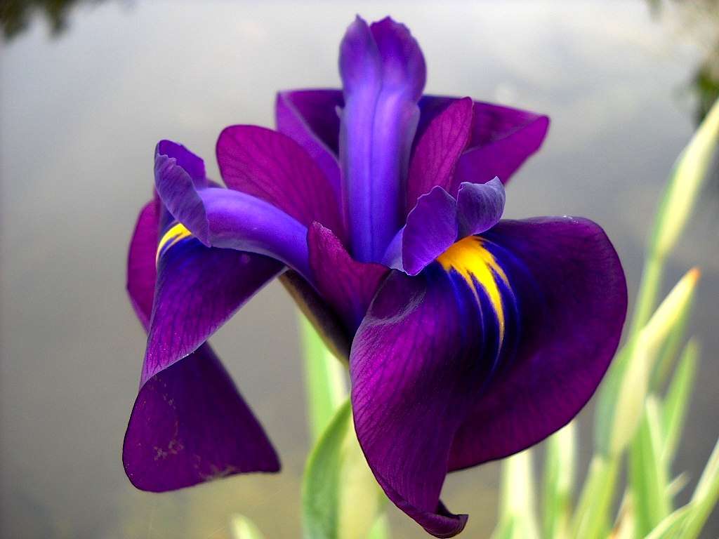 Iris ensata ‘Variegata’ - Marginal Pond Plants - BP050