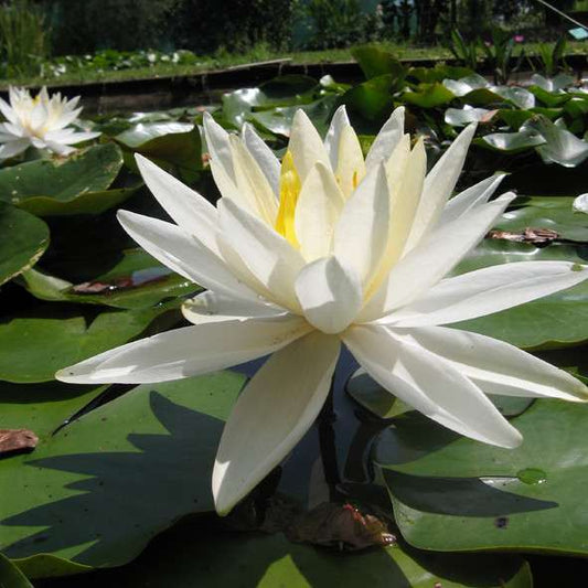White Gladstoniana water lily - pond plants - VLW05