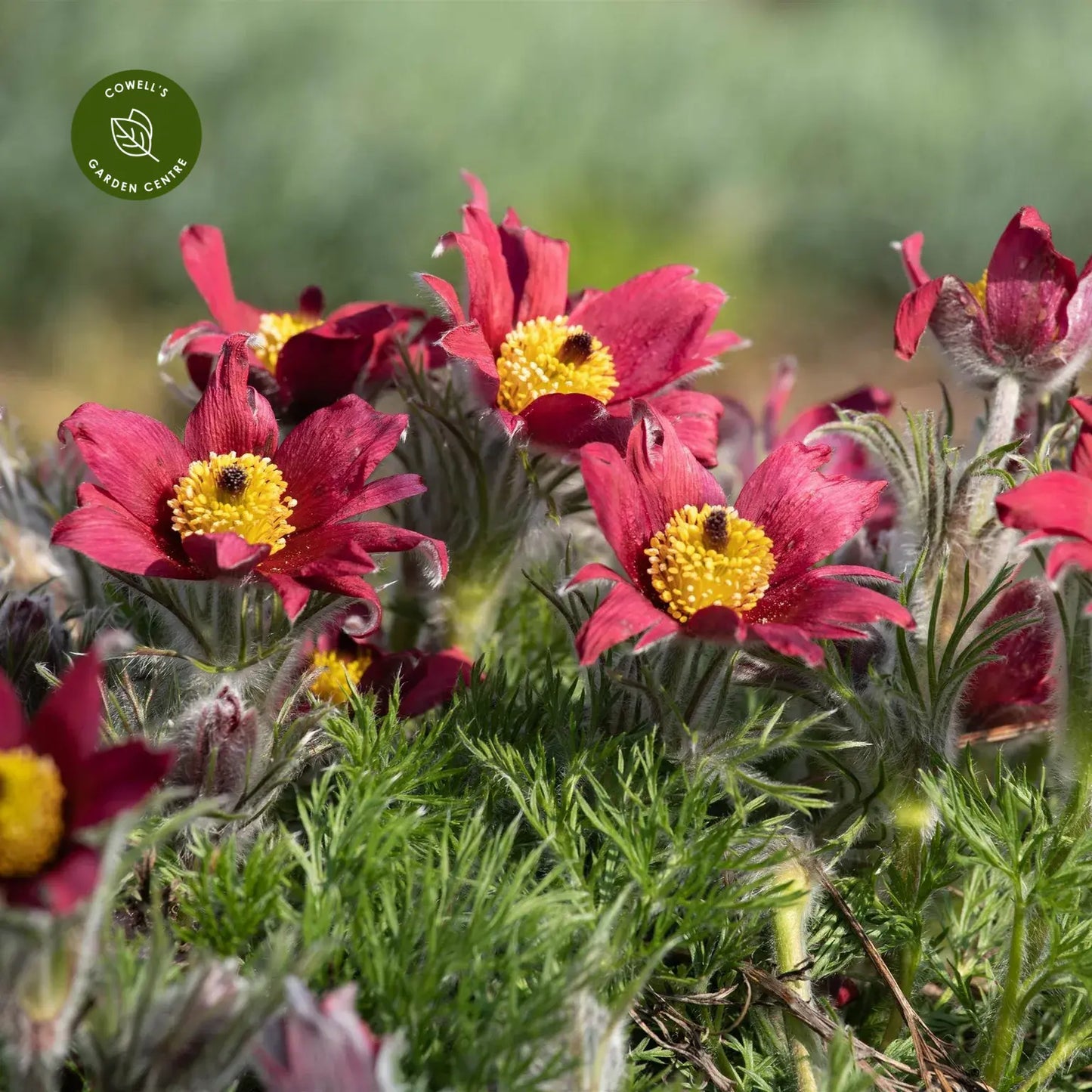 PULSATILLA vulgaris Red - 9cm Pot
