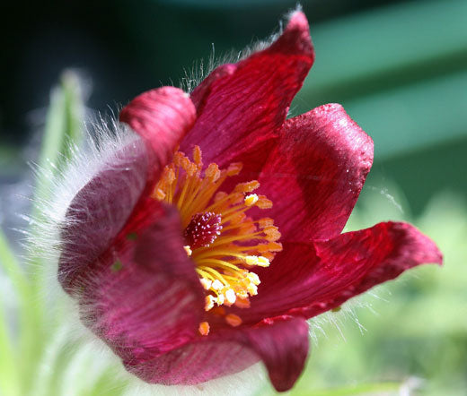 Pulsatilla vulgaris 'Bells Red' - 9cm pot