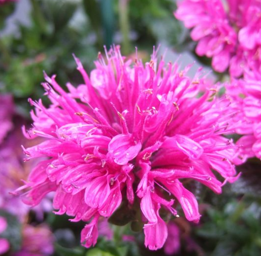 MONARDA Purple Lace - 9cm pot