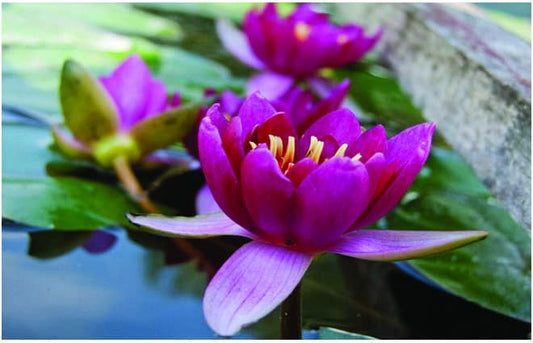 Pygmaea Rubra water lily - pond plants - DW10