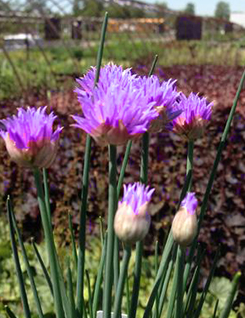 ALLIUM schoenoprasum Rising Star - 9cm pot