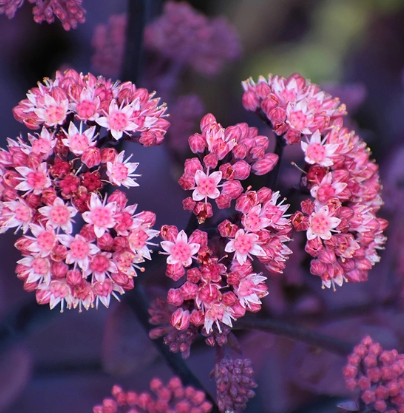 SEDUM telephium Seduction Rose Soiree - 9cm pot
