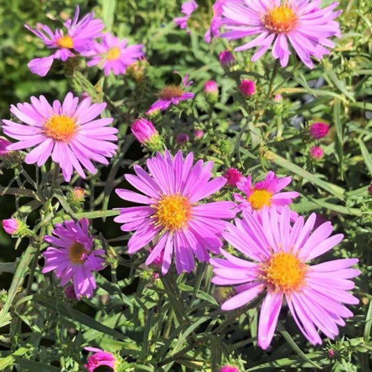 ASTER dumosus Pink - 9cm pot