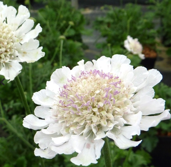 SCABIOSA incisa Kudo White - 9cm pot