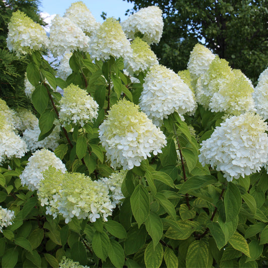 Hydrangea paniculta 'LimeLight' 9cm/2L/5L