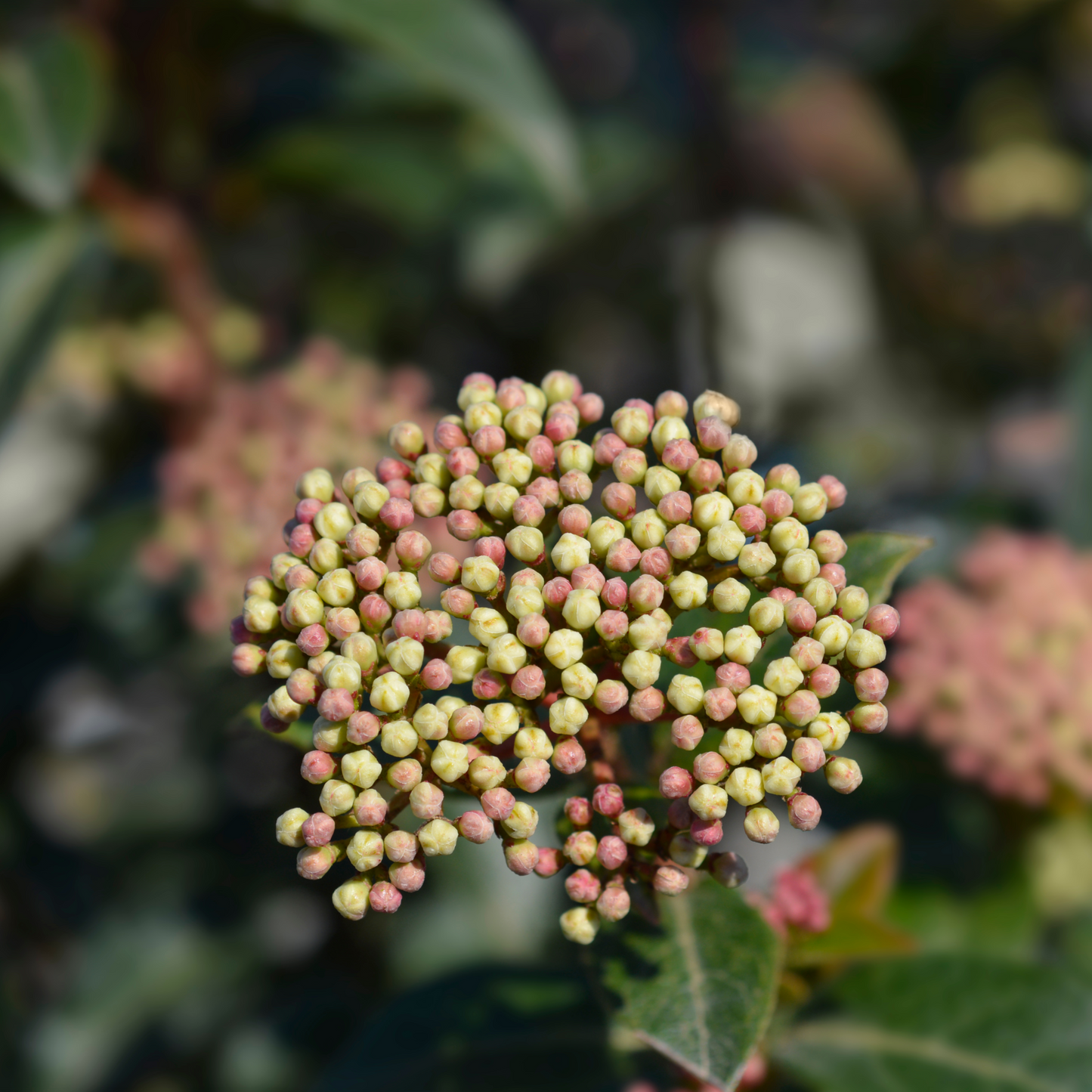 Viburnum tinus 'Eve Price' 9cm-7.5L