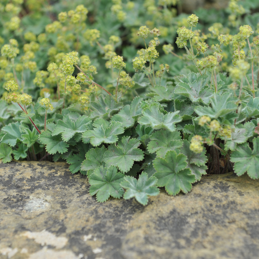 Alchemilla mollis 9cm
