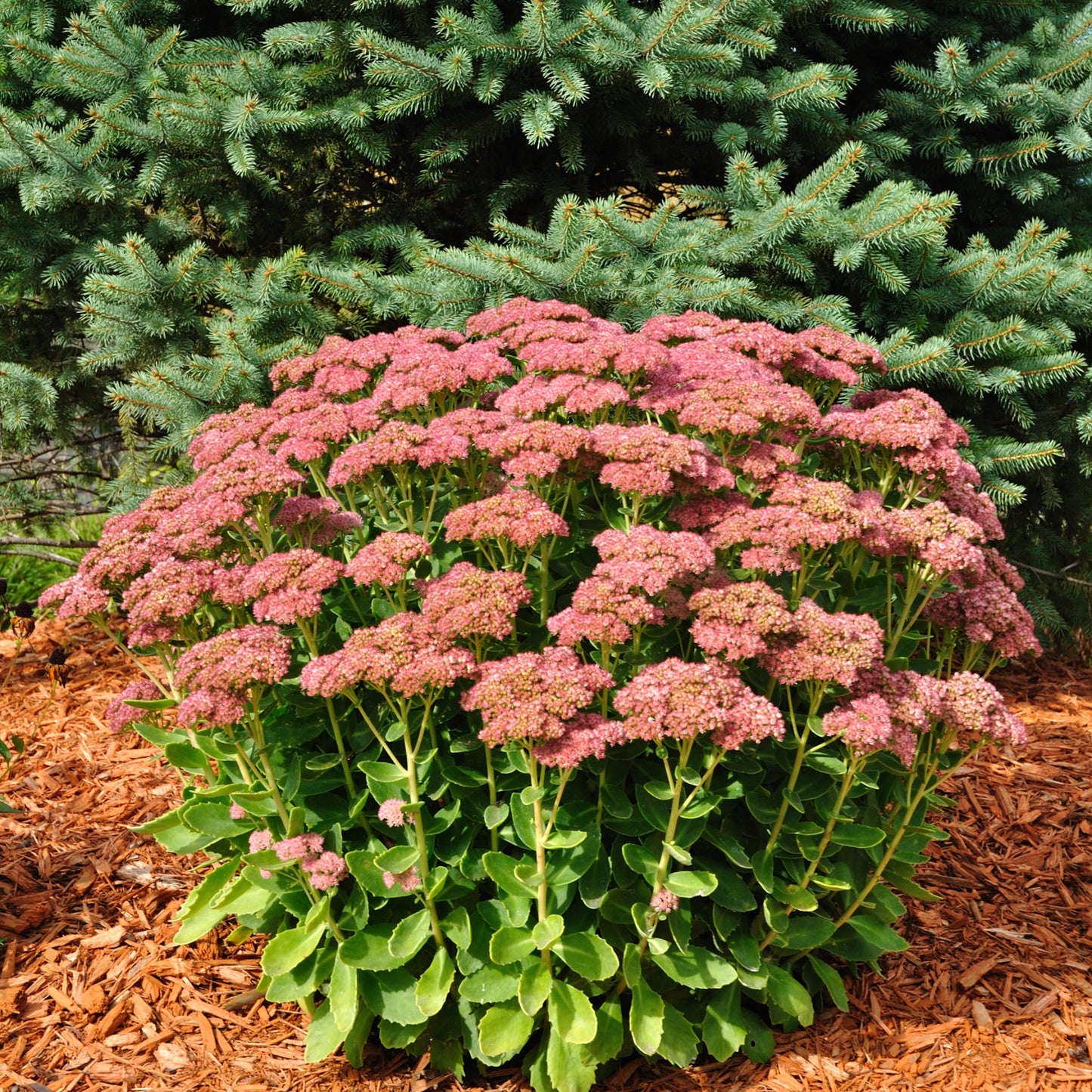 Sedum 'Autumn Joy' 9cm