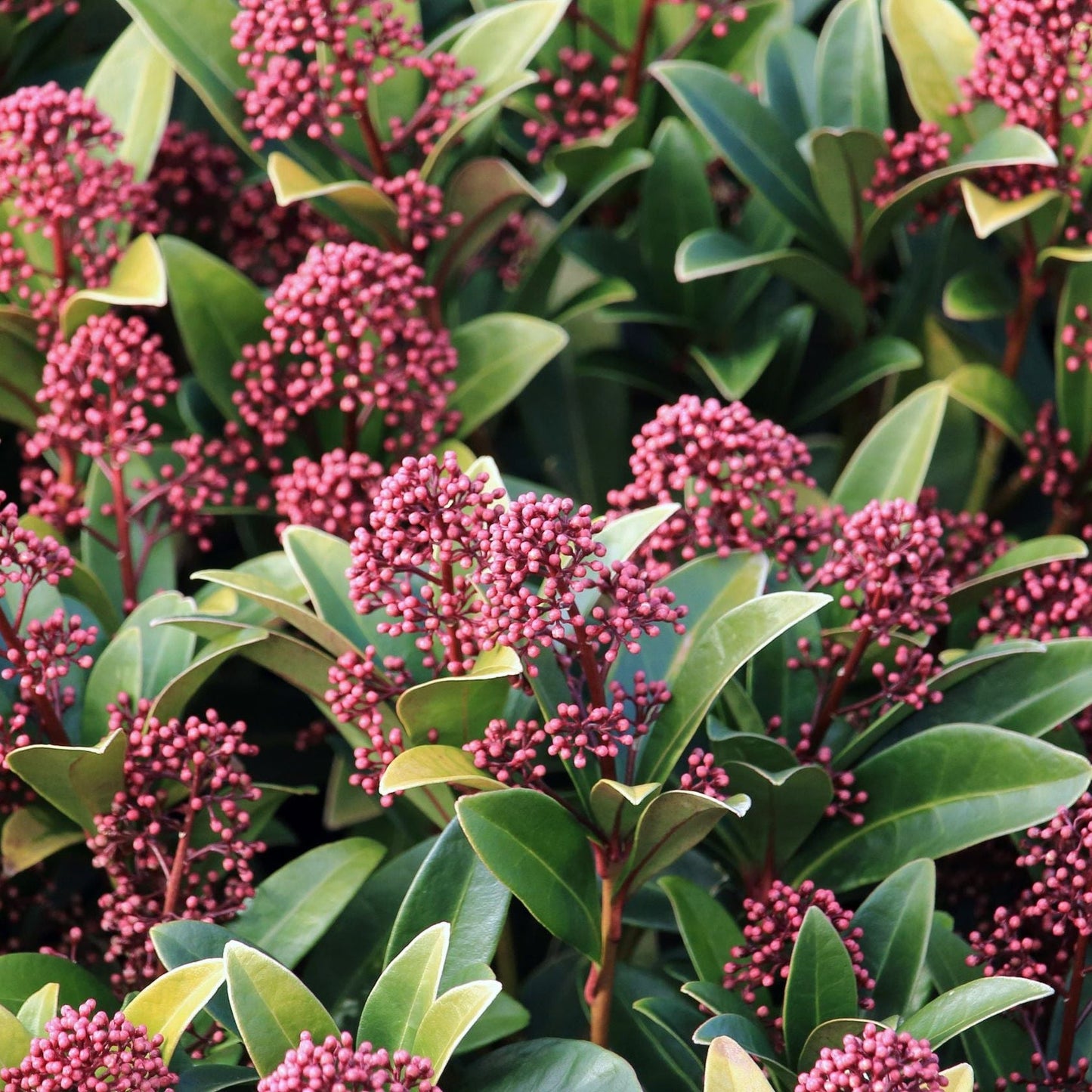 Skimmia japonica Rubella 9cm-10L