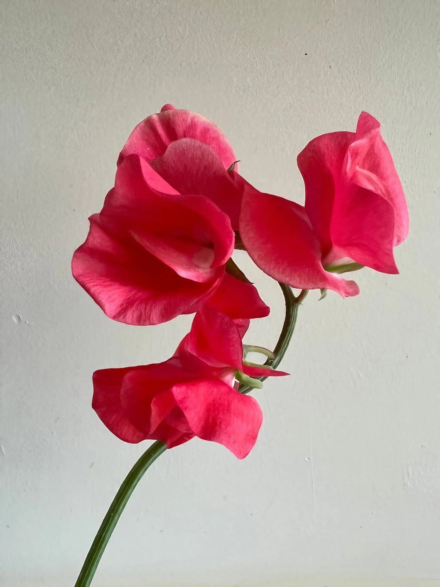 Sweet Pea Mammoth Rose Pink