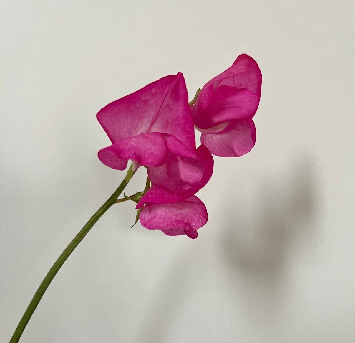 Sweet Pea Parfume Millennium