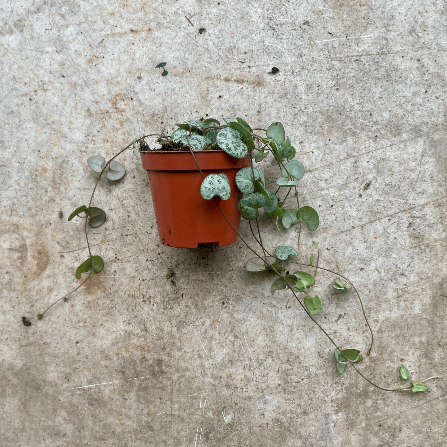 Ceropegia woodii (String of Hearts)