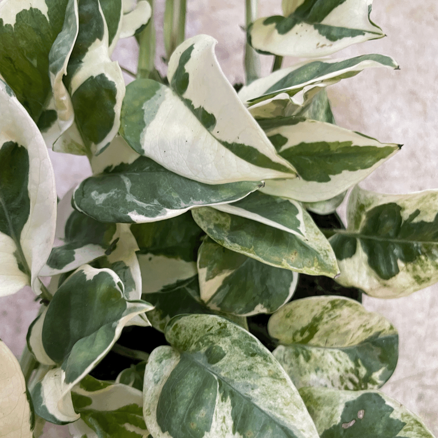 Epipremnum aureum 'N joy' (Pothos/ Devils Ivy)