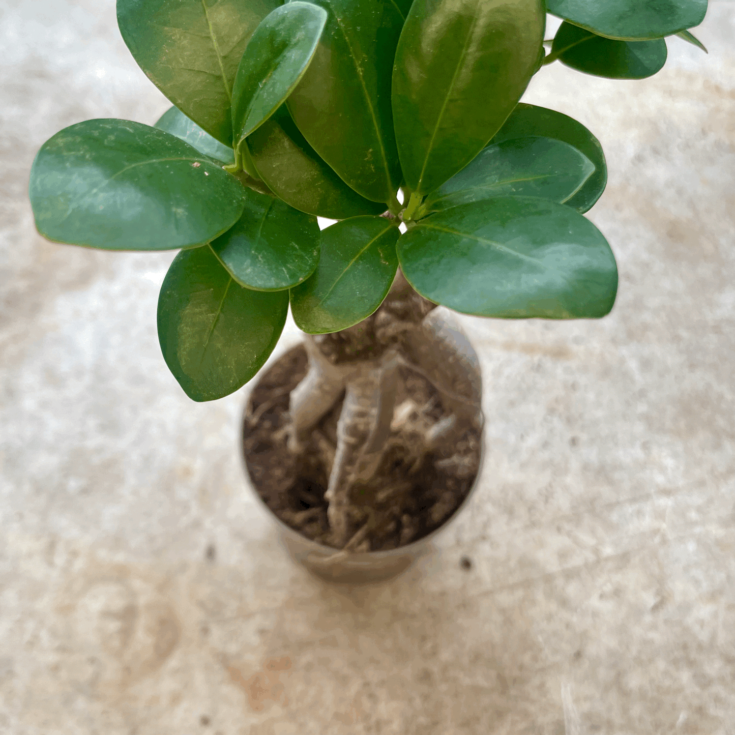 Ficus Microcarpa 'Ginseng' (Indian Laurel)- Various Sizes