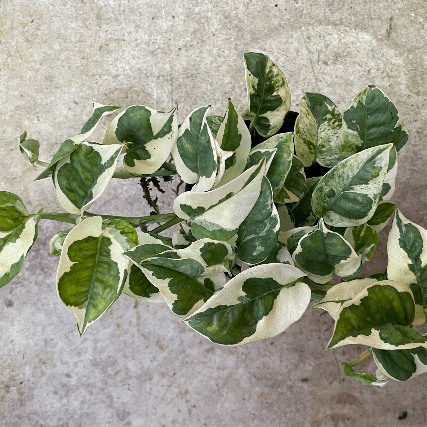 Epipremnum aureum 'N joy' (Pothos/ Devils Ivy)