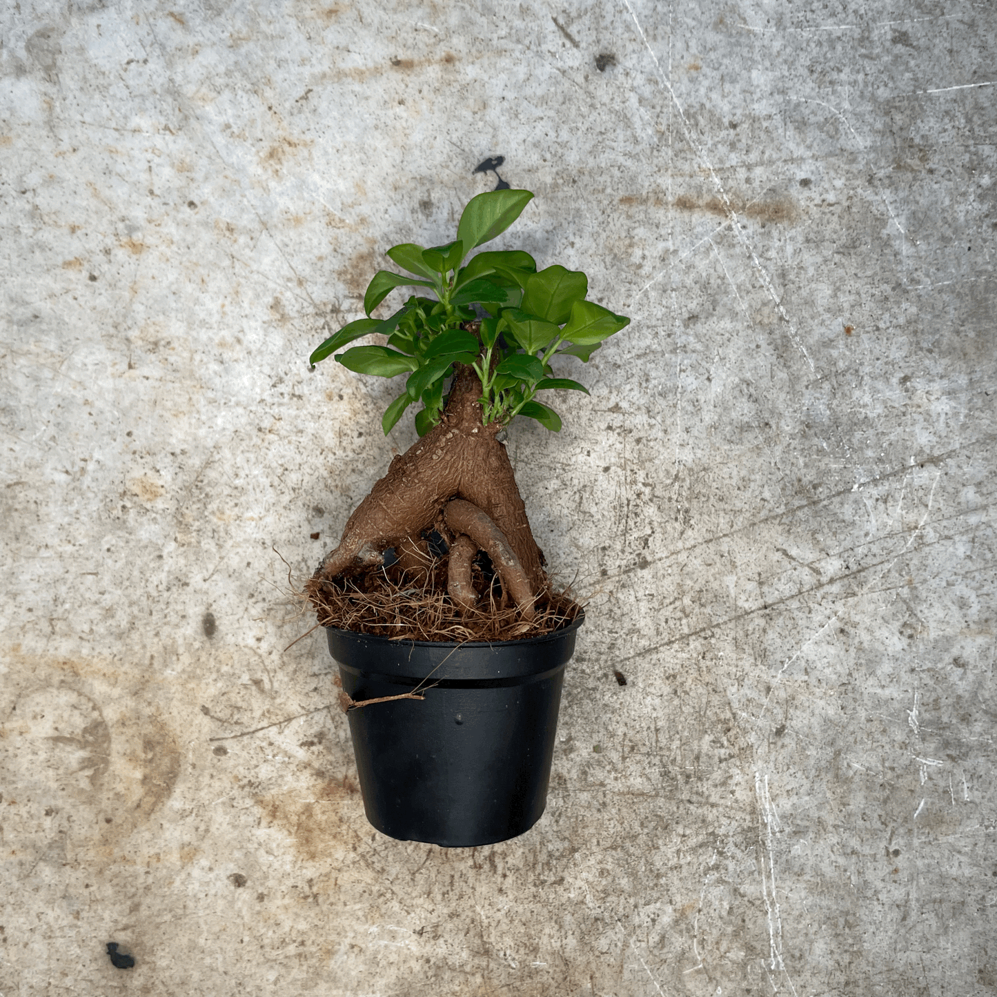 Ficus Microcarpa 'Ginseng' (Indian Laurel)- Various Sizes