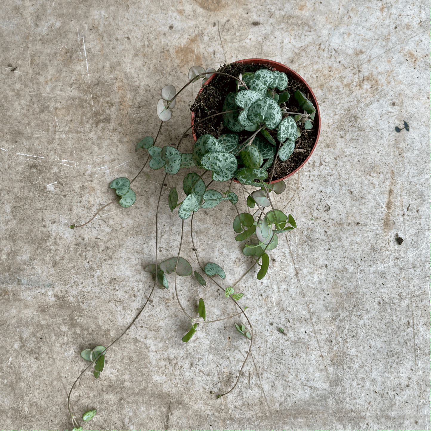 Ceropegia woodii (String of Hearts)