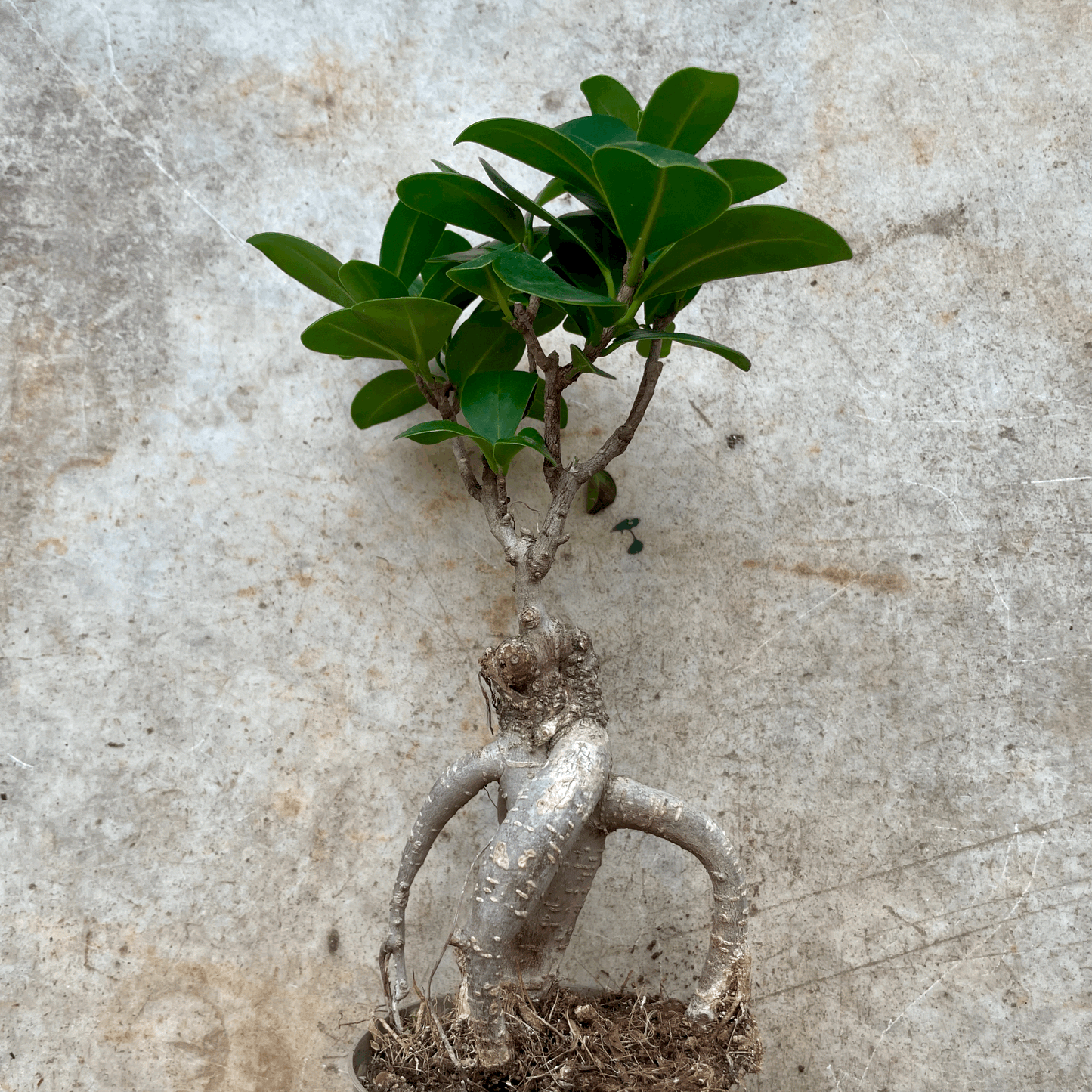 Ficus Microcarpa 'Ginseng' (Indian Laurel)- Various Sizes