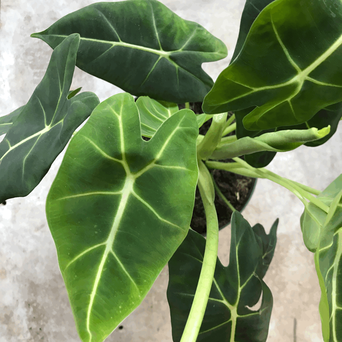 Alocasia micholitziana 'Frydek'