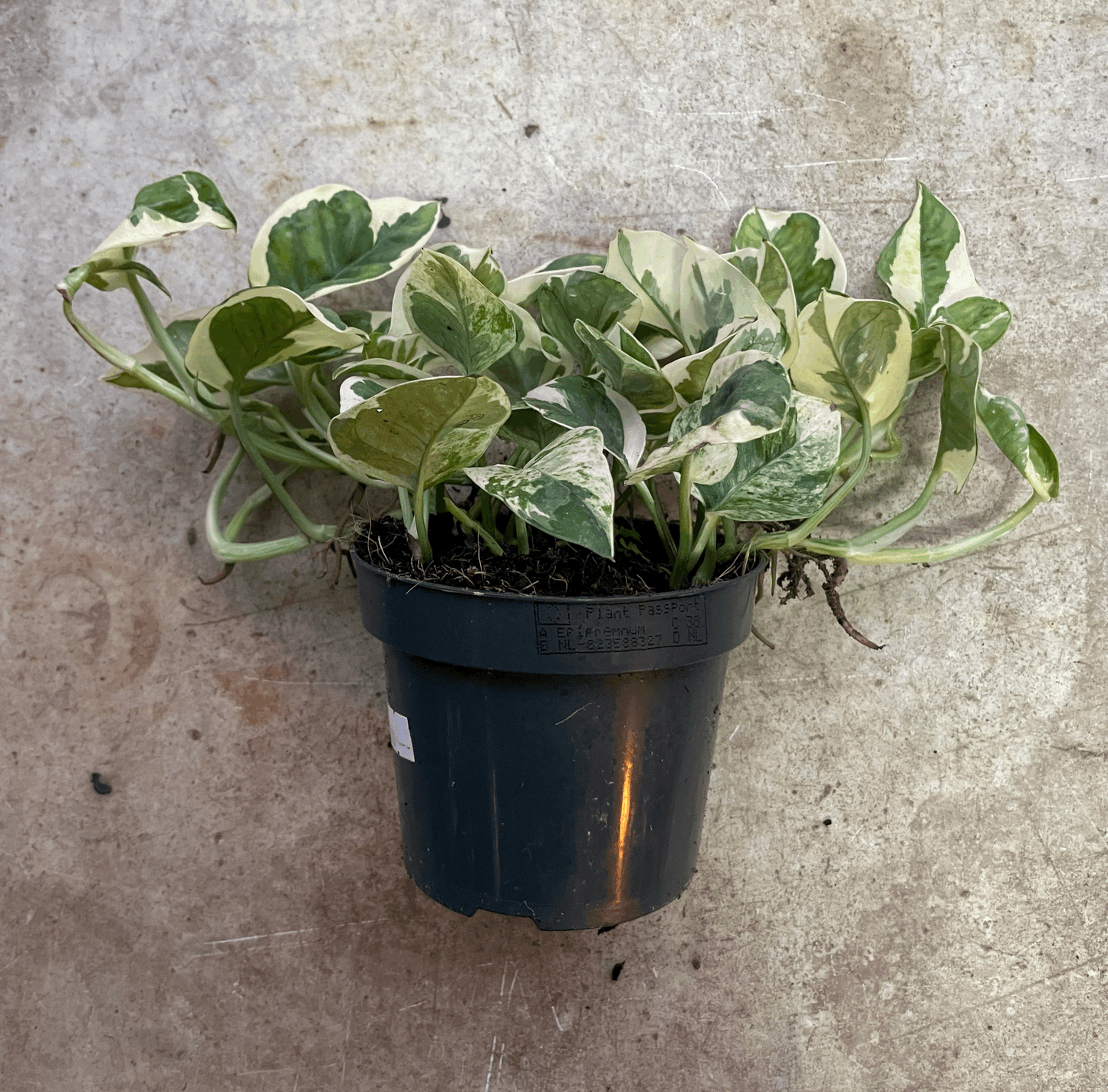 Epipremnum aureum 'N joy' (Pothos/ Devils Ivy)