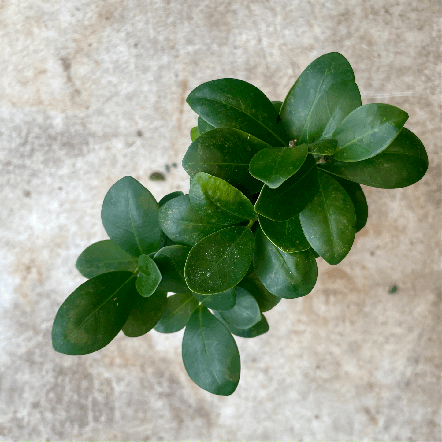 Ficus Microcarpa 'Ginseng' (Indian Laurel)- Various Sizes