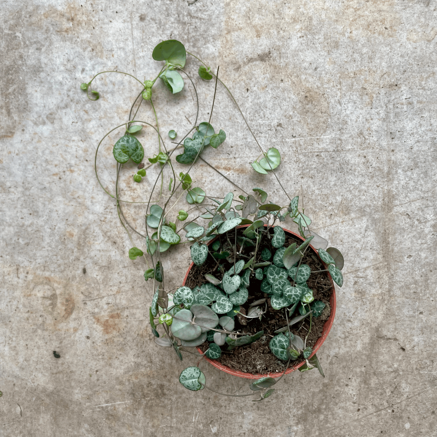 Ceropegia woodii (String of Hearts)