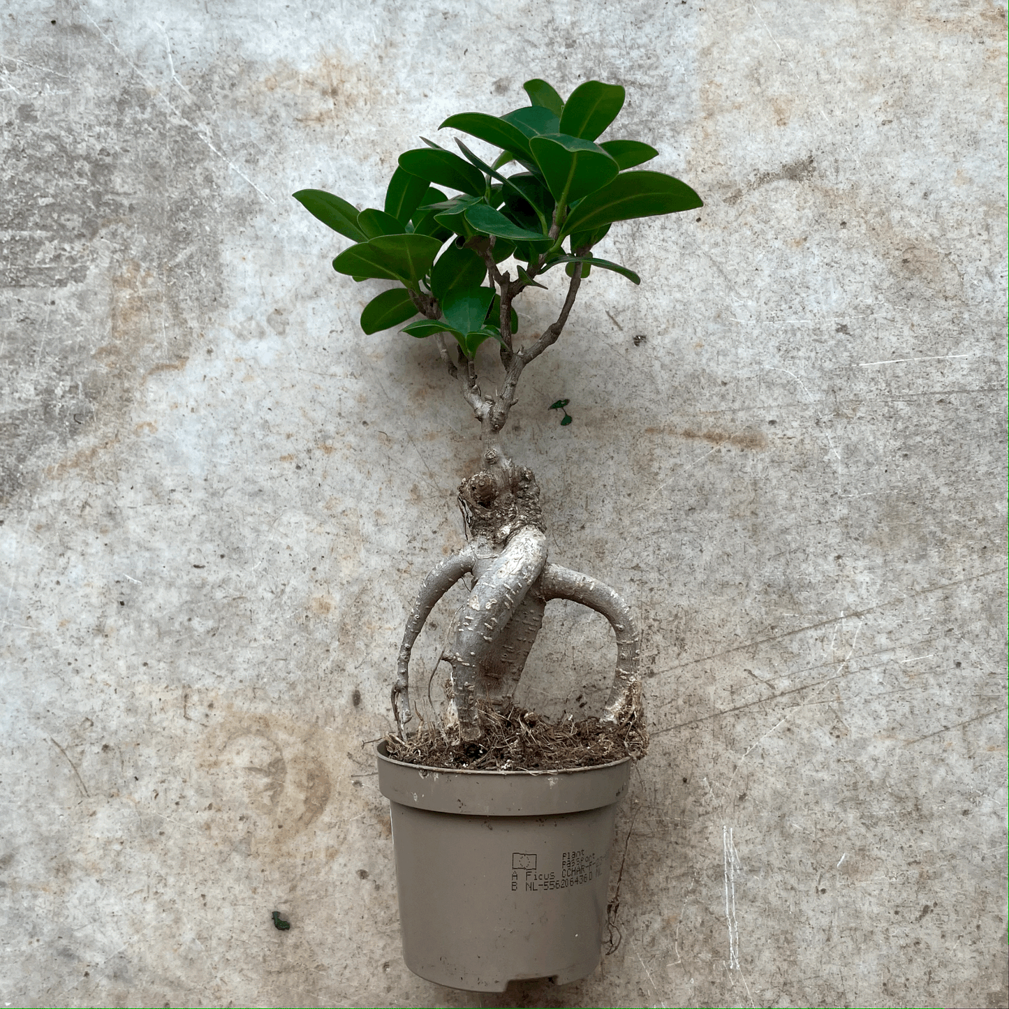 Ficus Microcarpa 'Ginseng' (Indian Laurel)- Various Sizes
