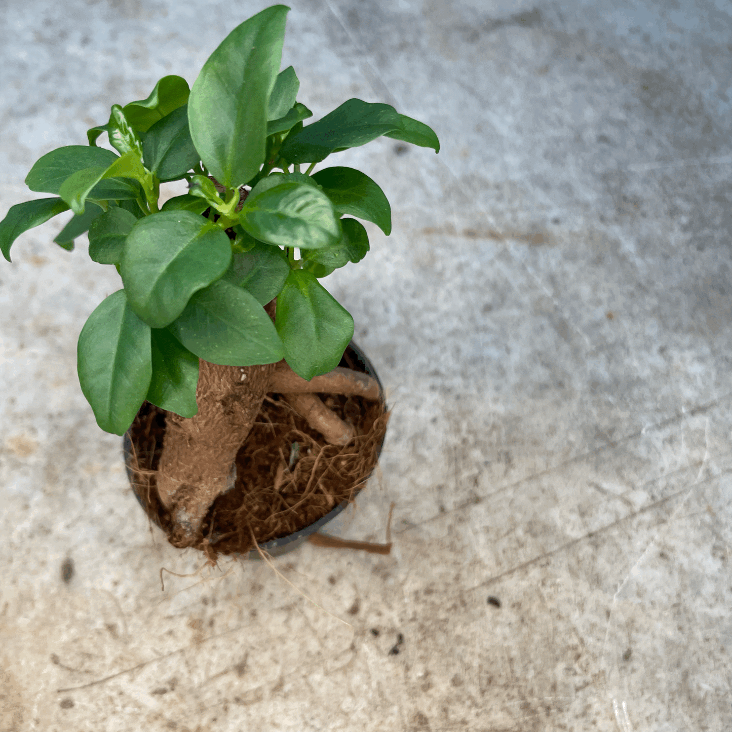 Ficus Microcarpa 'Ginseng' (Indian Laurel)- Various Sizes