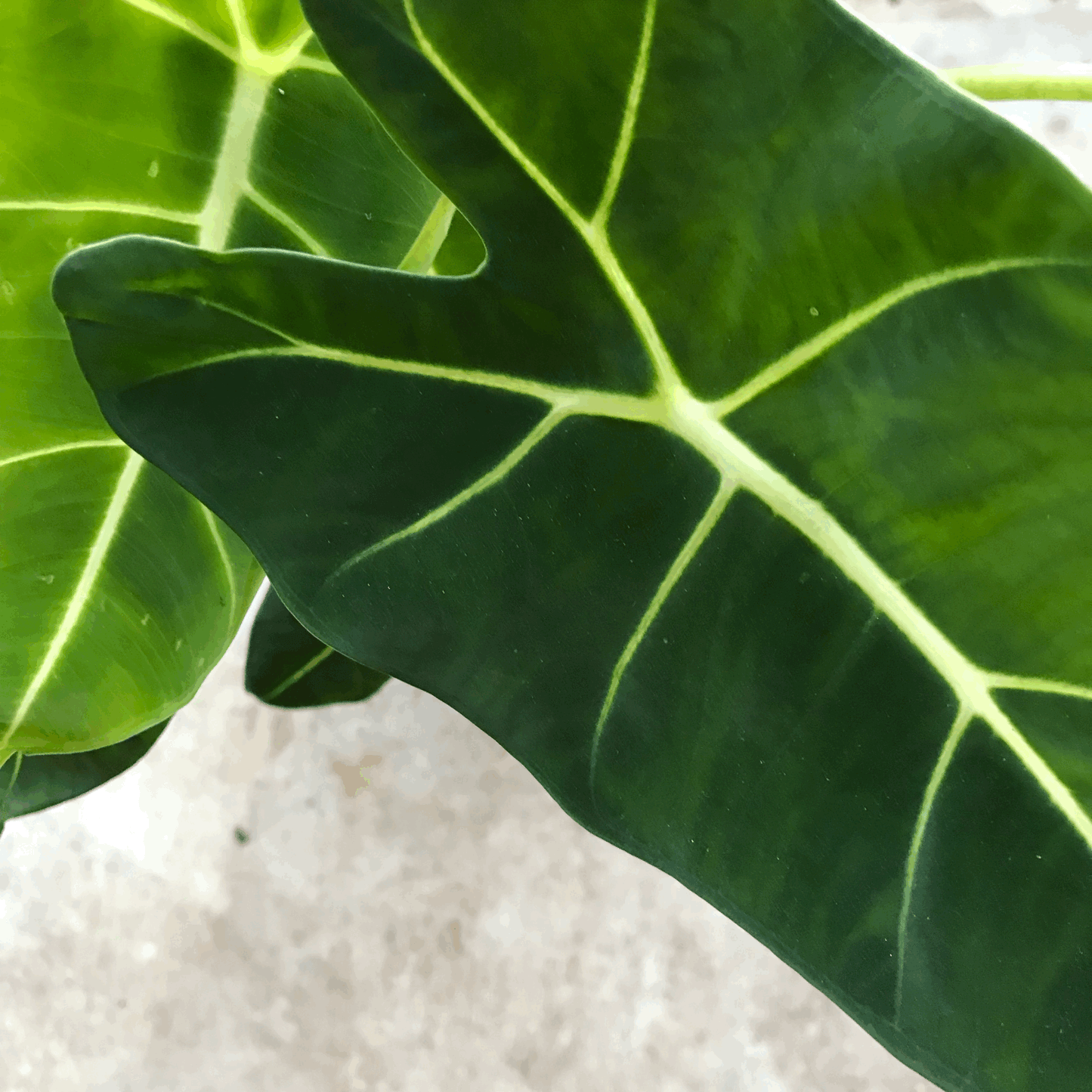 Alocasia micholitziana 'Frydek'