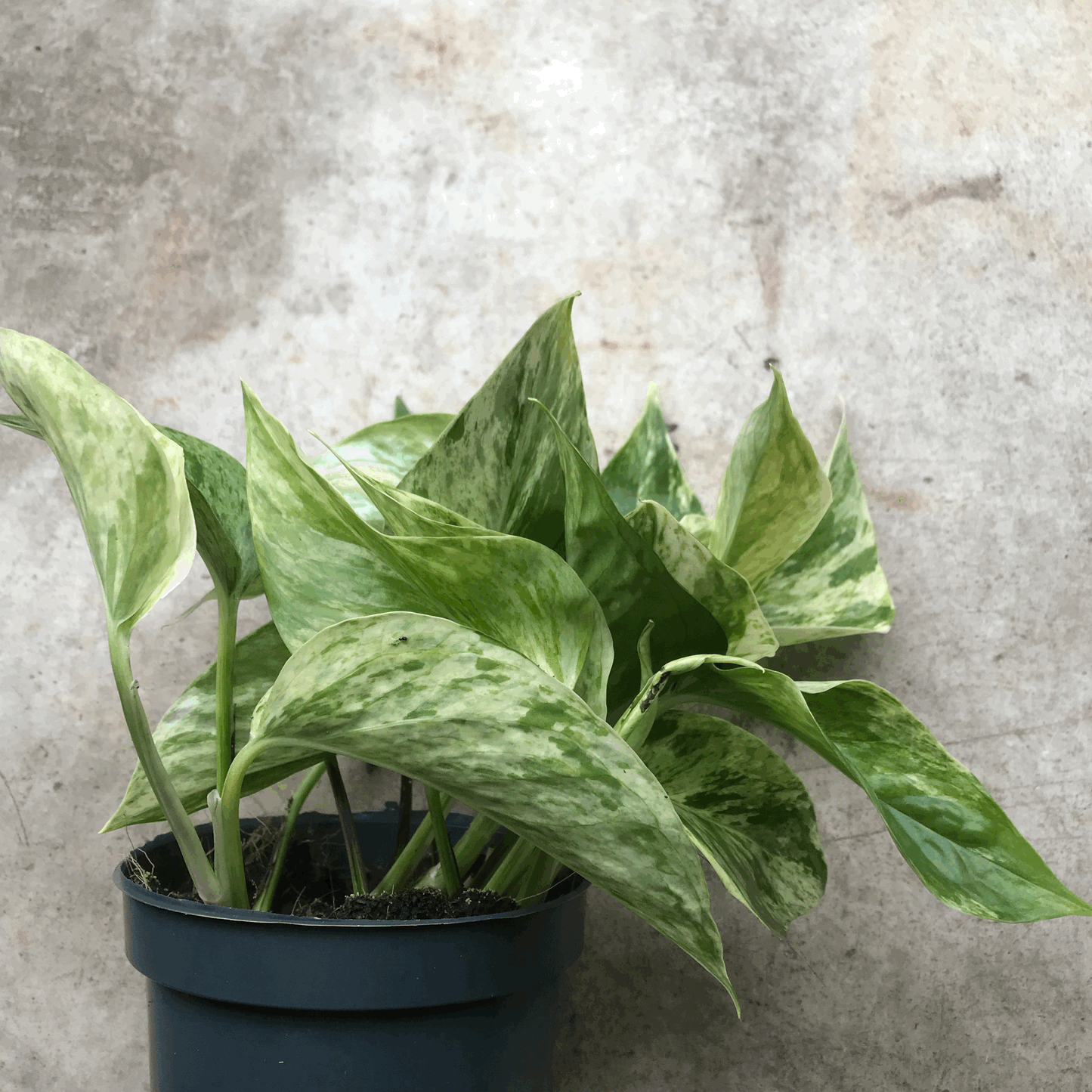 Epipremnum pinnatum 'Marble Queen' (Pothos/ Devils Ivy)