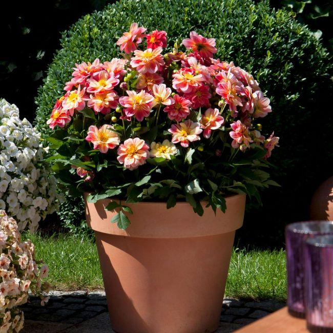 DAHLIA Dayala Garden Shari - 9cm pot