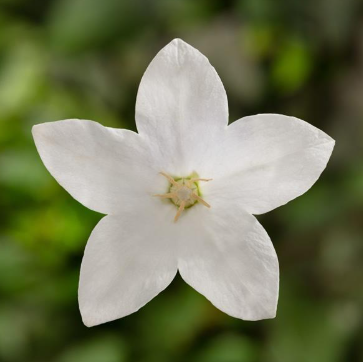 1 x PLATYCODON Twinkle White - 9cm