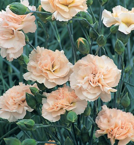 DIANTHUS Widecombe Fair  (PBR) - 9cm pot