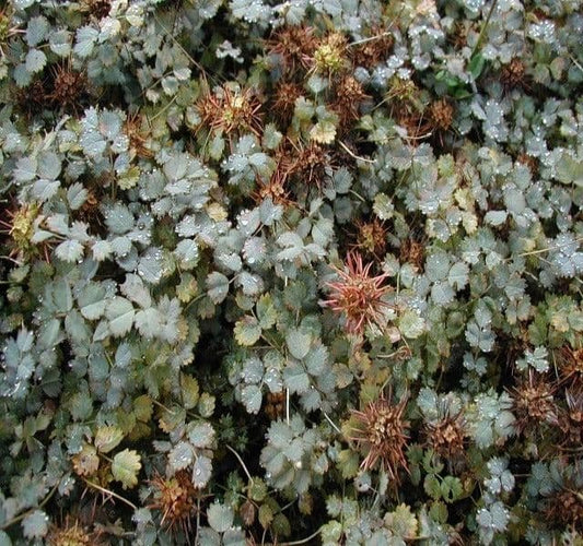 1 x Acaena Microphylla Kupferteppich - 9cm Pot