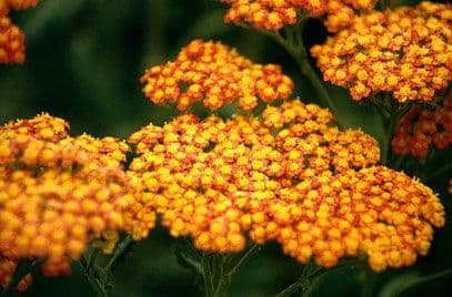 1 x Achillea Walter Funcke - 9cm Pot